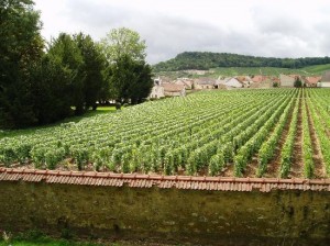 clos-du-mesnil-vineyard